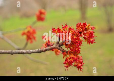 Weibliche rote Ahornbaum Blumen Blüten blühen im Frühling Acer rubrum Stockfoto