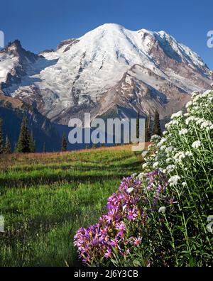 Mt. Rainier vom Yakima Park, Mt. Rainier National Park, Washington Stockfoto