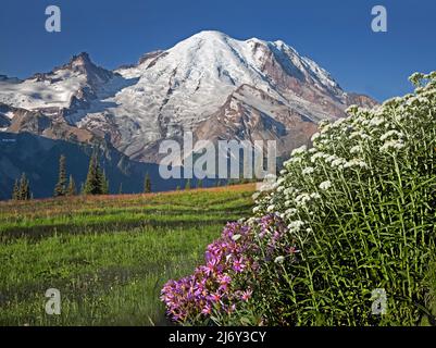 Mt. Rainier vom Yakima Park, Mt. Rainier National Park, Washington Stockfoto