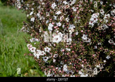 Teebaum oder manuka oder leptospermum Scopariumpflanze in Blüte mit Blumen und Knospen Stockfoto