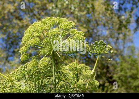 Angelica archangelica, Gartenangelica, wilder Sellerie oder norwegische Angelica-Pflanze mit kugelförmigen Dolden aus kleinen gelblichen Blüten Stockfoto