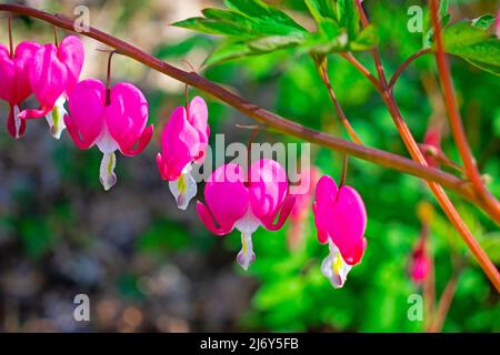 Pinke blutende Herzen mit weißen Schwänzen Reihen sich auf einem Pflanzenstamm auf einem verschwommenen grünen und braunen Hintergrund -03 an Stockfoto