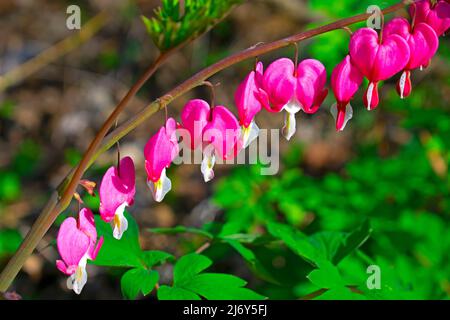 Pinke blutende Herzen mit weißen Schwänzen Reihen sich auf einem Pflanzenstamm auf einem verschwommenen grünen und braunen Hintergrund -04 an Stockfoto