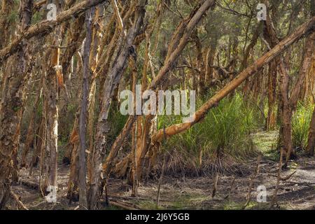 Breitblättrige Papierbarke (Melaleuca quinquenervia), weit verbreitet entlang der Ostküste von Sydney bis nach Queensland. Stockfoto