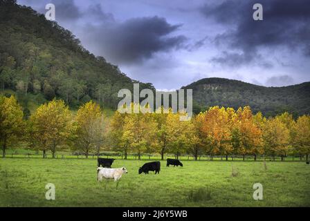 Üppiges Ackerland in einem Hügel, mit Viehgrasen im Vordergrund und Blick auf die Watagan Mountains. In der Nähe von Ellalong, New South Wales, Australien. Stockfoto