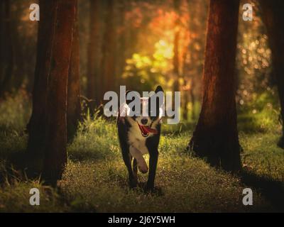 Schwarz-weiß umrandet Collie trabbelte nach Hause durch warmes, spätnachmittags Sonnenlicht in einem Wald. Stockfoto