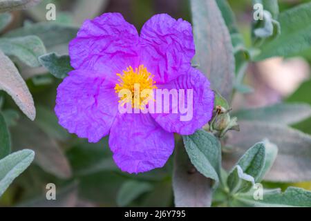 Cistus albidus, die graublättrige Zistrose, ist eine strauchige Blütenpflanze aus der Familie der Cistaceae, mit rosa bis violetten Blüten, die in Süd- Stockfoto