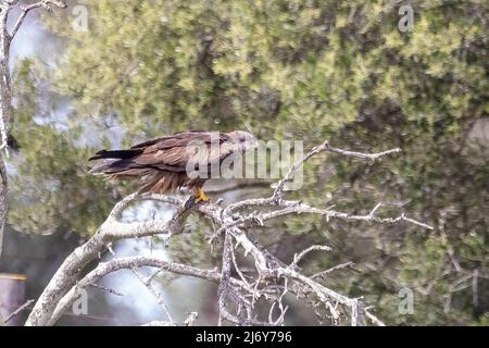 Ein schwarzer Drachen (Milvus migrans), der in einem Ast thront Stockfoto