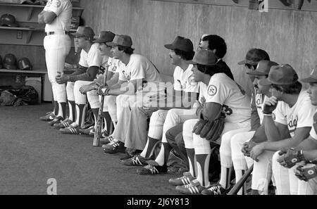 Die Los Angeles Dodgers im Dugout bei einem Ausstellungsspiel mit dem UCLA Bruins College Baseballteam, um die Einweihung der Namenszeremonie für das Jackie Robinson Stadium in Westwood, CA, am 1981. Februar zu feiern. Stockfoto