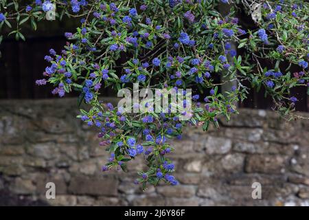 Leuchtend blaue Blüten eines Ceanothus-Baumes im Frühling in einem britischen Garten Stockfoto