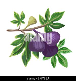 Vektor handgezeichnete Illustration von Feigenbaum Zweig. Reife lila Feigen isoliert auf weißem Hintergrund. Botanische ClipArt Stock Vektor