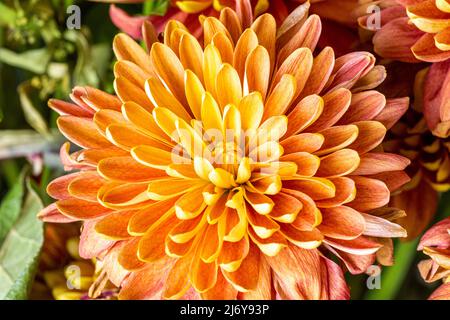 Schöne und farbenfroh blühende Chrysanthemum-Blumen, aus nächster Nähe, bereit für den Frühling. Stockfoto