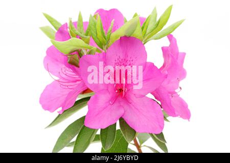 Foto von blühenden rosa Azaleen Blume isoliert auf weißem Hintergrund Stockfoto