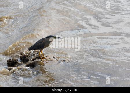 Ein gestreifter Reiher (Butorides striata) auch Mangrovenreiher, kleiner Reiher oder grüner Reiher stehen in der Nähe der Küste im Hafen von Sydney, Australien Stockfoto