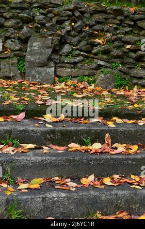 Blätter im Park von Katoomba in den blauen Bergen Stockfoto