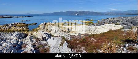 Erdbeben - die Küstenlinie wird um ein bis zwei Meter Panorama angehoben, kaikoura, Neuseeland. Stockfoto