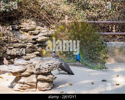 Nahaufnahme des Pfaus, der seinen Fan dem Weibchen in China zeigt Stockfoto