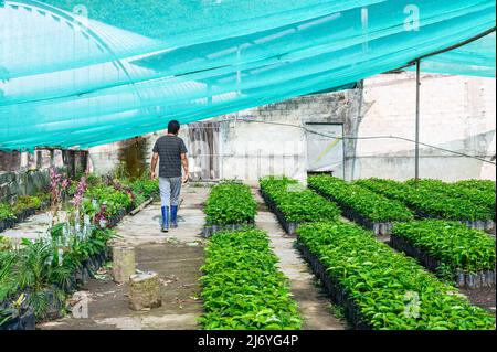 Kleiner Bio-Kaffee-Plantage-Garten Stockfoto