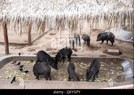 Halsbandpeccary beim Essen in einem Tiergehege in Peru Stockfoto