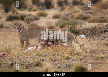 Eine Puma beobachtet, wie ihr Junge sich von einem Guanaco im Süden Chiles ernährt Stockfoto