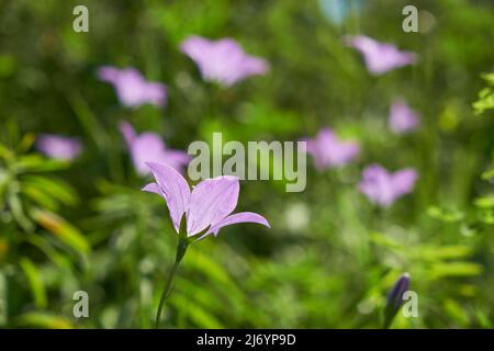 Campanula altaica, in der natürlichen Umgebung als Glockenblumen bekannt. Altai-Berge. Stockfoto