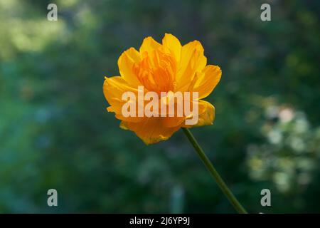 Trollius, bekannt als Globeflower oder Globenblume in natürlicher subalpiner Umgebung. Altai-Berge. Stockfoto