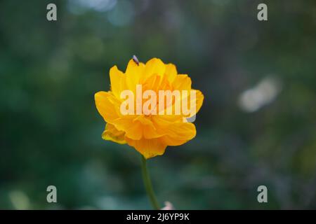 Trollius, bekannt als Globeflower oder Globenblume in natürlicher subalpiner Umgebung. Altai-Berge. Stockfoto