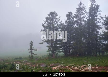 Morgennebel im Bergwald. Altai, Sibirien. Stockfoto