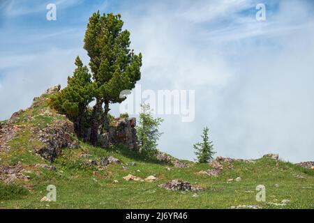 Einsame Steinklippe am Berghang. An der Spitze wächst ein Zedernbaum. Seminsky Gebirge im Altai, Sibirien. Stockfoto