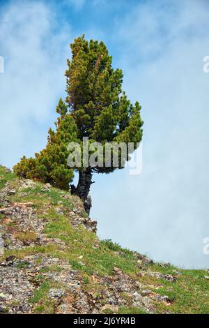 Einsame Steinklippe am Berghang. An der Spitze wächst ein Zedernbaum. Seminsky Gebirge im Altai, Sibirien. Stockfoto