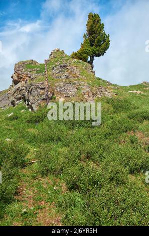 Einsame Steinklippe am Berghang. An der Spitze wächst ein Zedernbaum. Seminsky Gebirge im Altai, Sibirien. Stockfoto