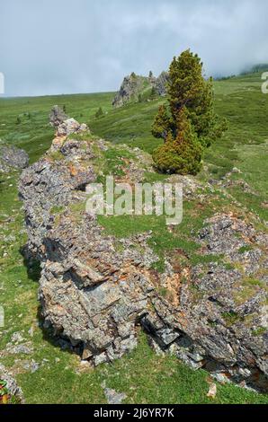 Einsame Steinklippe am Berghang. An der Spitze wächst ein Zedernbaum. Seminsky Gebirge im Altai, Sibirien. Stockfoto