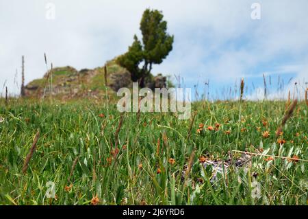 Einsame Steinklippe am Berghang. An der Spitze wächst ein Zedernbaum. Dryas wächst im Vordergrund. Seminsky Gebirge im Altai, Sibirien. Stockfoto