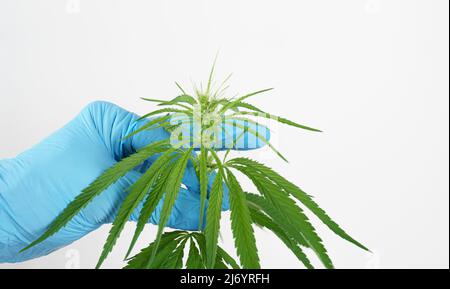 Cannabis Marihuana Pflanze Blatt in der Hand des Wissenschaftlers im Wissenschaftslabor auf weißem Hintergrund Stockfoto