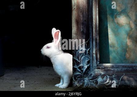 Kaninchen erscheint hinter einem gerahmten Gemälde. Stockfoto