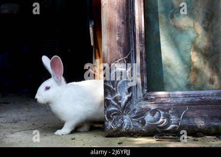 Kaninchen erscheint hinter einem gerahmten Gemälde. Stockfoto