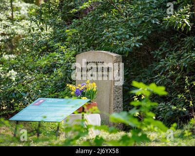 02. Mai 2022, Brandenburg, Stahnsdorf: Blumen stehen vor dem Denkmal für den Musikwissenschaftler Max Friedlaender im Südwestkirchhof vor einem Stein mit der Aufschrift „Professor Dr. Max Friedlaender“. Foto: Soeren Sache/dpa Stockfoto