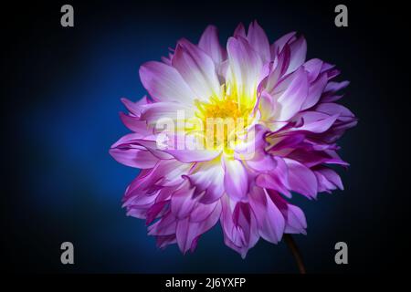 Eine leuchtend rosa Dahlia -Familie der Asteraceae- Blume mit einem ockerfarbenen Zentrum in voller Blüte in dunkelblauer Stimmungsbeleuchtung; eingefangen in einem Studio Stockfoto