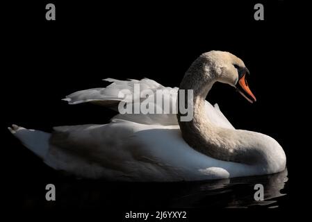 Ein weißer Schwan schwimmt auf dunklem Wasser vor dunklem Hintergrund Stockfoto