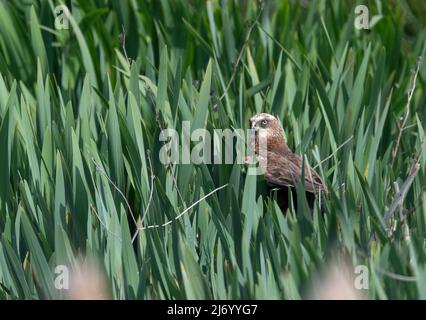 Ein männlicher Marsh Harrier Circus aeruginosus jagt und fliegt über ein North Norfolk Naturreservat, Großbritannien Stockfoto