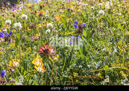 Nördliche Drachenkopfblüte auf einer Wiese Stockfoto