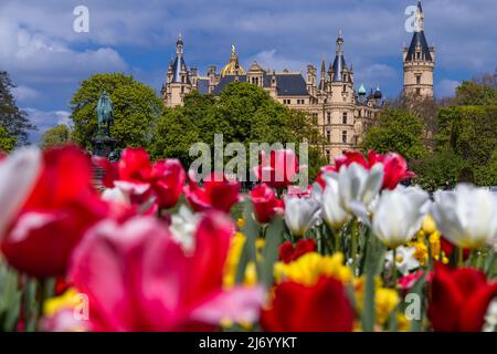 03. Mai 2022, Mecklenburg-Vorpommern, Schwerin: Tulpen blühen im Park vor dem Schweriner Schloss. Bei Sonnenschein und milden Temperaturen um 13 Grad zeigt sich der Frühling in Norddeutschland von seiner schönen Seite. Foto: Jens Büttner/dpa Stockfoto