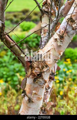 Schälende Rinde auf dem Stamm der Betula nigra Stockfoto