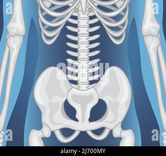 Darstellung der Röntgenaufnahme des menschlichen Körpers mit inneren Organen Stock Vektor