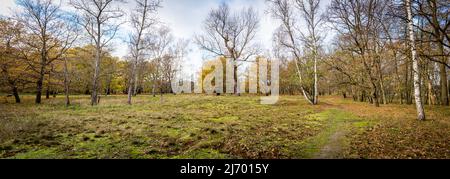 Horizontales Ultra-Weitwinkelpanorama eines Weges durch einen herbstlichen Birkenwald im hamburger Naturschutzgebiet boberger Niederung. Stockfoto