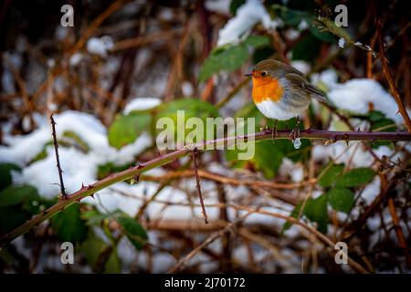 Horizontale Seitenansicht einer europäischen Rotkehlenbrust mit aufgeblasenen Federn, die im Winter auf einem Zweig sitzt. Stockfoto