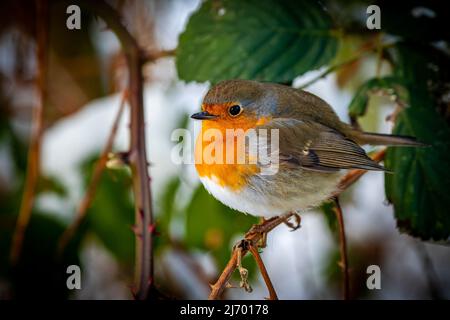Seitenansicht einer europäischen Rotbrust mit aufgeblasenen Federn, die auf einem Zweig sitzt und im Winter in die Kamera schaut. Stockfoto