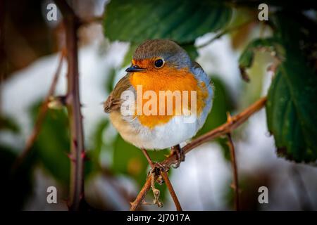 Vorderansicht einer europäischen Rotbrust mit aufgeblasenen Federn, die auf einem Zweig sitzt und im Winter in die Kamera schaut. Stockfoto