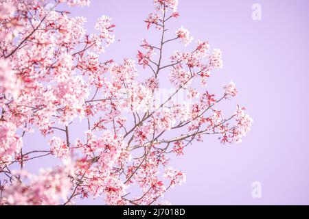 Flache Ansicht der dekorativen rosa Kirschblüten auf energisch blühenden Kirschbäumen draußen im Frühling Stockfoto