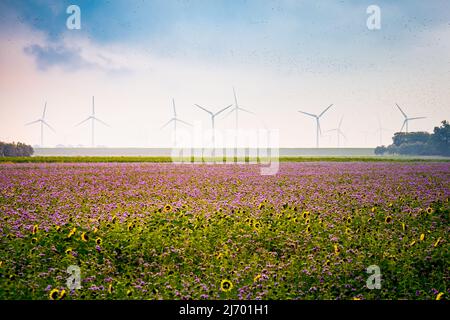 Großes landwirtschaftliches Wachstum, Sonnenblumenfeld (helianthus annuus) und Purpurgans (Phacelia tanacetifolia) vor Windmühlen aus erneuerbaren Energien. Stockfoto